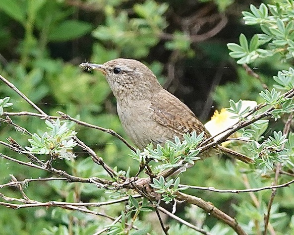 wren